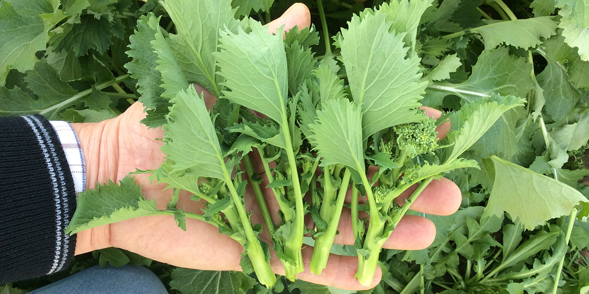 Cime di rapa, la rivoluzione è nella raccolta meccanizzata
